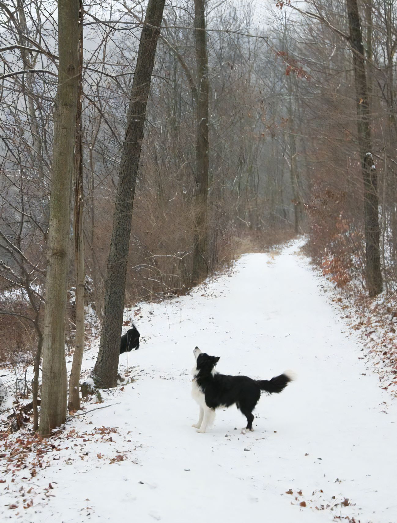 雪の中の犬