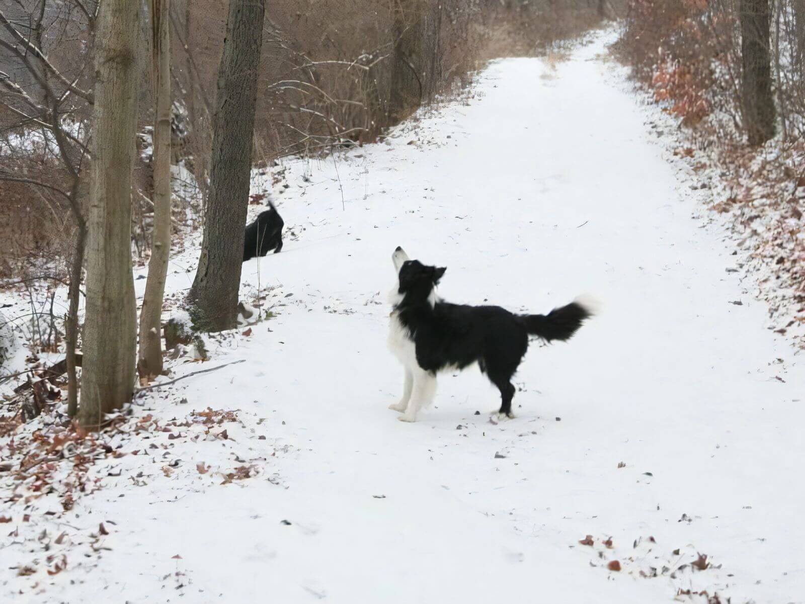 雪の中の犬